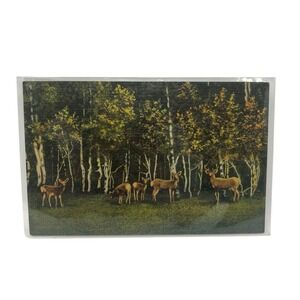 Deer Among the Aspens in the Rockies Curt Teich & Co Vintage‎ Linen Postcard